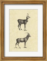 Framed Vintage Antelope