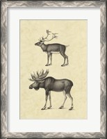 Framed Vintage Elk