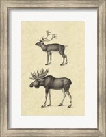 Framed Vintage Elk