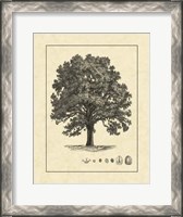Framed Vintage Tree I