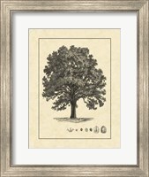 Framed Vintage Tree I