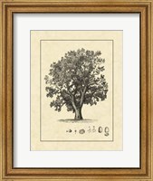 Framed Vintage Tree II