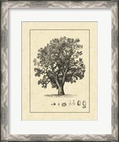 Framed Vintage Tree II