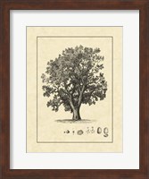 Framed Vintage Tree II