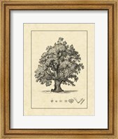 Framed Vintage Tree III