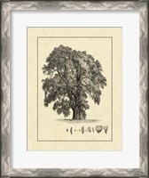 Framed Vintage Tree IV