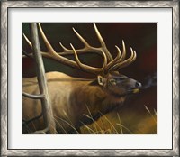 Framed Elk Portrait II