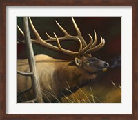 Framed Elk Portrait II