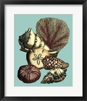 Framed Printed Shell & Coral Collection I