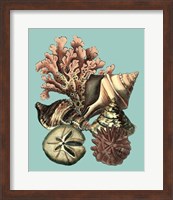 Framed Printed Shell & Coral Collection II