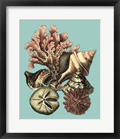 Framed Printed Shell & Coral Collection II