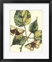 Framed Butterflies & Leaves II