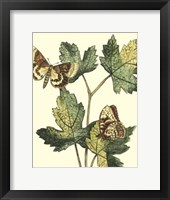 Framed Butterflies & Leaves IV