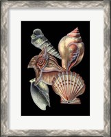 Framed Treasures of the Sea I