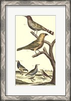 Framed Bird Family II