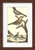 Framed Bird Family II