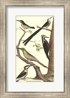 Framed Bird Family III