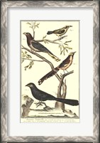 Framed Bird Family IV