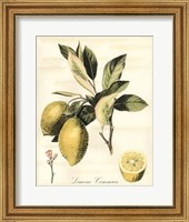 Framed Tuscan Fruits II