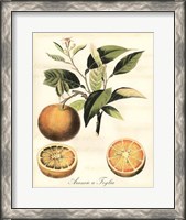 Framed Tuscan Fruits III