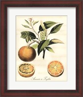 Framed Tuscan Fruits III