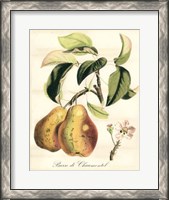Framed Tuscan Fruits IV