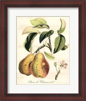 Framed Tuscan Fruits IV