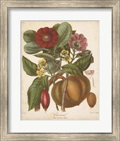 Framed Botanicals I