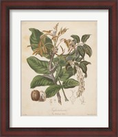 Framed Botanicals VI