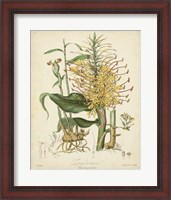 Framed Botanicals VII