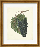 Framed Plantation Grapes I