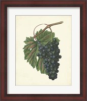 Framed Plantation Grapes I