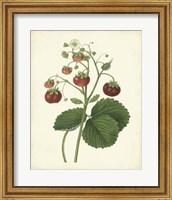 Framed Plantation Strawberries I