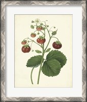 Framed Plantation Strawberries I
