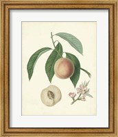 Framed Plantation Peaches I