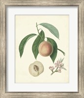 Framed Plantation Peaches I