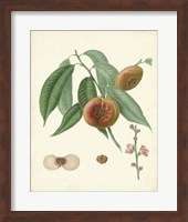Framed Plantation Peaches II