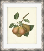Framed Plantation Pears I
