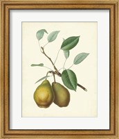 Framed Plantation Pears II