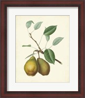 Framed Plantation Pears II
