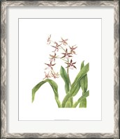 Framed Orchid Study III