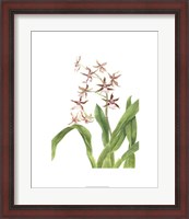 Framed Orchid Study III