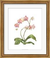 Framed Orchid Study IV