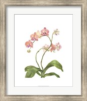 Framed Orchid Study IV