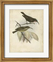 Framed Antique Gould Hummingbird I