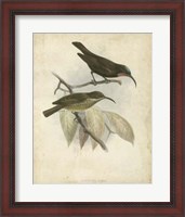 Framed Antique Gould Hummingbird I