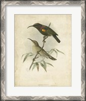 Framed Antique Gould Hummingbird II