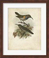 Framed Antique Gould Hummingbird III