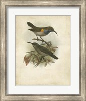 Framed Antique Gould Hummingbird III