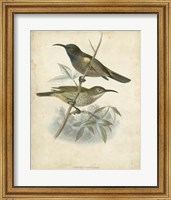 Framed Antique Gould Hummingbird IV